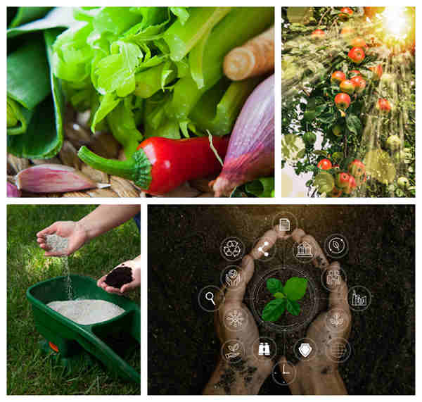 organic fertilizer wholesale