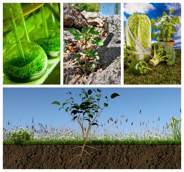 x-humate fertilizer use seaweed extract