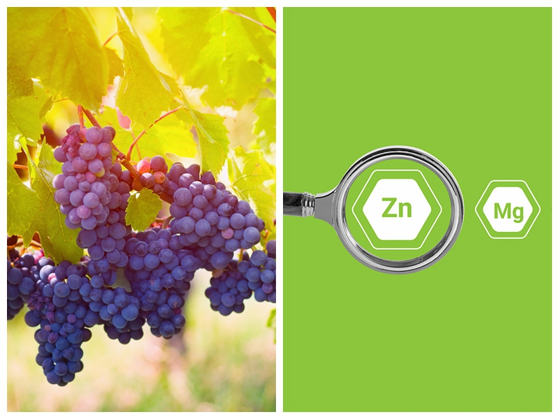 EDTA CHELATED ZN FERTILIZER USE