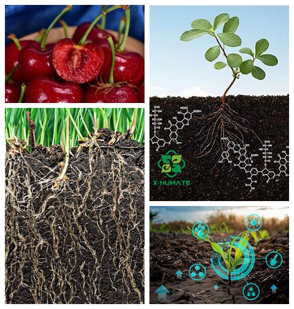 Breaks up compacted soil and enhances water retention for healthier root growth