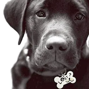 wholesale customized personalised manual metal military  police embossing engraved debossed 3d pet dog id tags