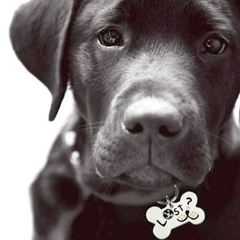 wholesale customized personalised manual metal military  police embossing engraved debossed 3d pet dog id tags