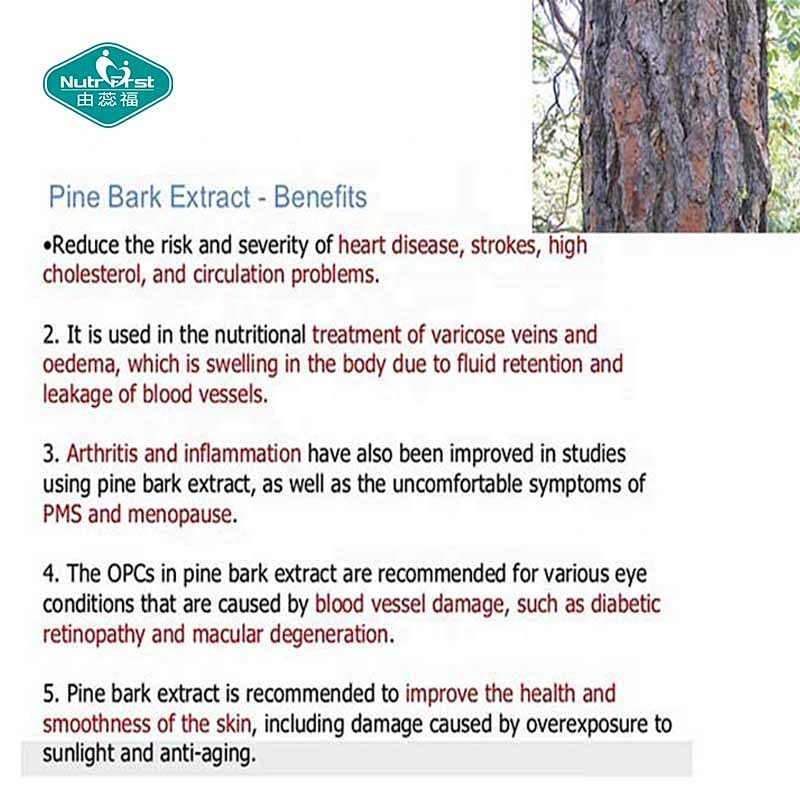 Chinese Supplier Plant Extracts 95% Proanthocyanidins Raw Material Bulk Pine Bark Extract Powder OPC 95%