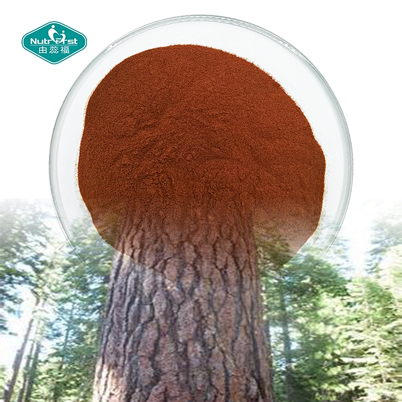 Nutrifirst Supply Pinus Massoniana Cordero OPC Suplemento Extracto de corteza de pino 95% proantocianidinas 95% OPC