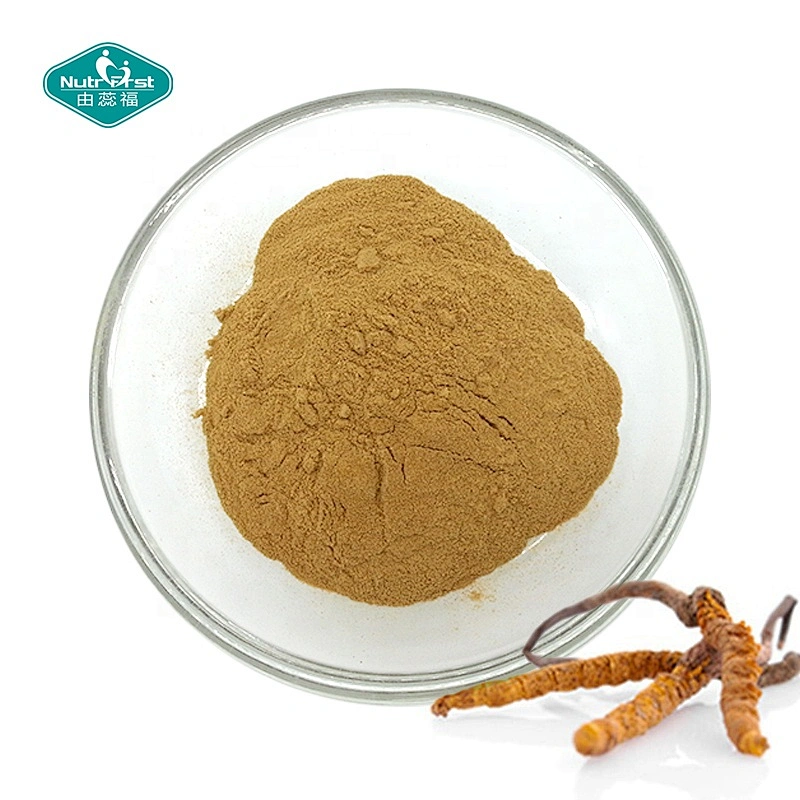Nutrifirst Supply Polvo de extracto de polisacárido de hongo Cordyceps orgánico Cordyceps Militaris Sinensis
