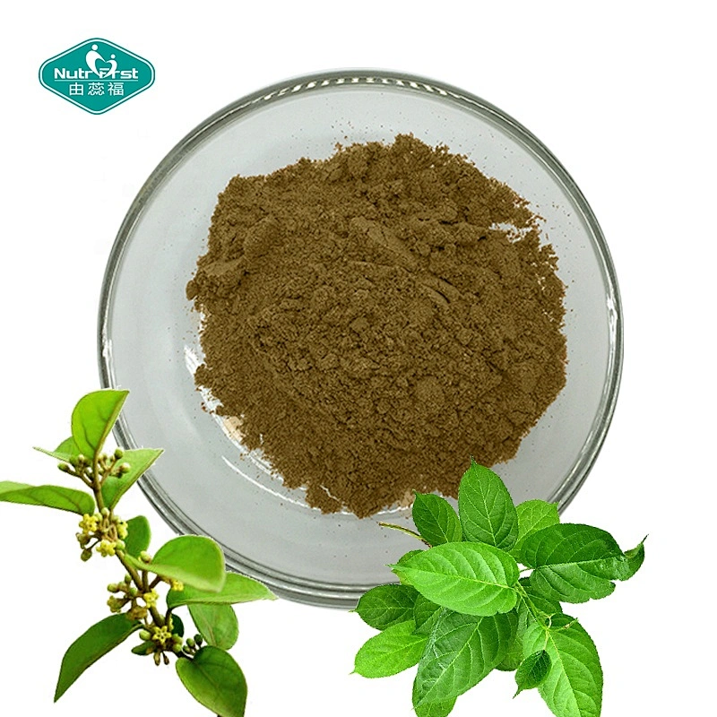 Nutrifirst Supply Gymnema Sylvestre Gymnemic Acids 25% 50% 75% Gymnema Sylvestre Leaf Extract Powder