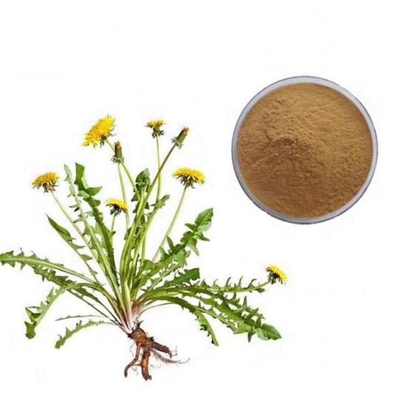 Chinese Supplier Organic Herbal Raw Material Herb Taraxaci Flavone Dandelion Root Extract Herba Lobeliae