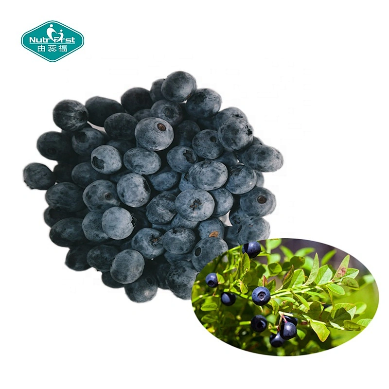 Nutrifirst Professional Factory Supply Plant Extract 25% Anthocyanins Bilberry P.E Organic Bilberry Extract