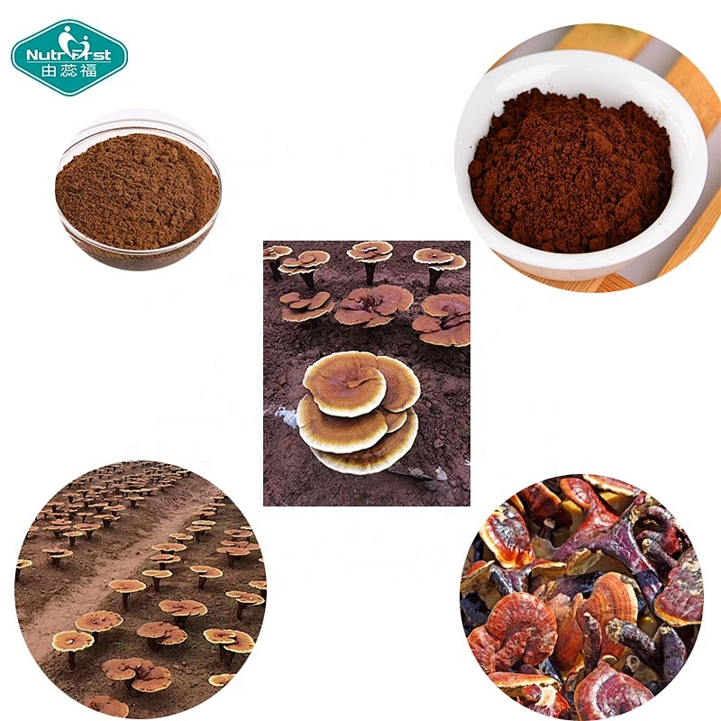50% Polysaccharide Herbal Extarct Supplement Reishi Genuine Ganoderma Lingzhi Mushroom Herbal Extract Powder