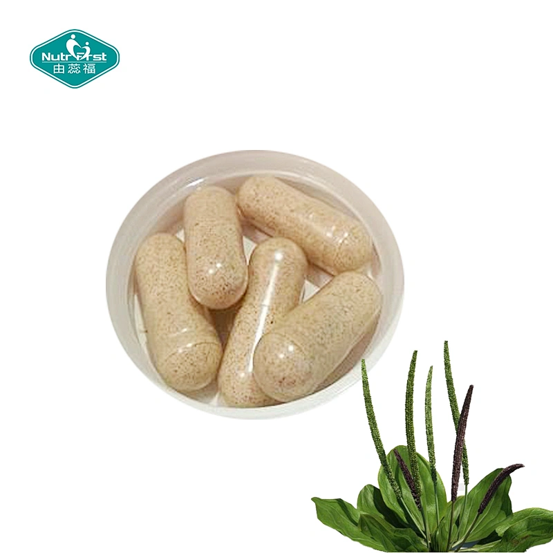 Extracto de hierbas orgánicas veganas a medida, cápsulas de polvo de fibra de cáscara de psyllium entero para mantener la digestión del Colon y adelgazar