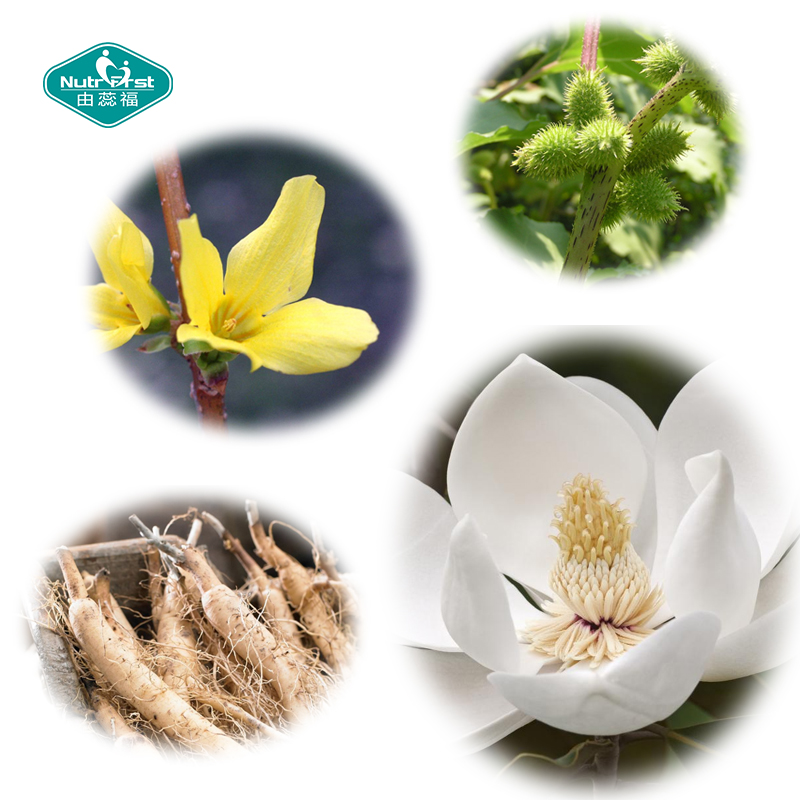 Nutrifirst Customized Supplement Herbal Extract Blend Support Sinus & Nasal Health Vegan Capsule in Bulk