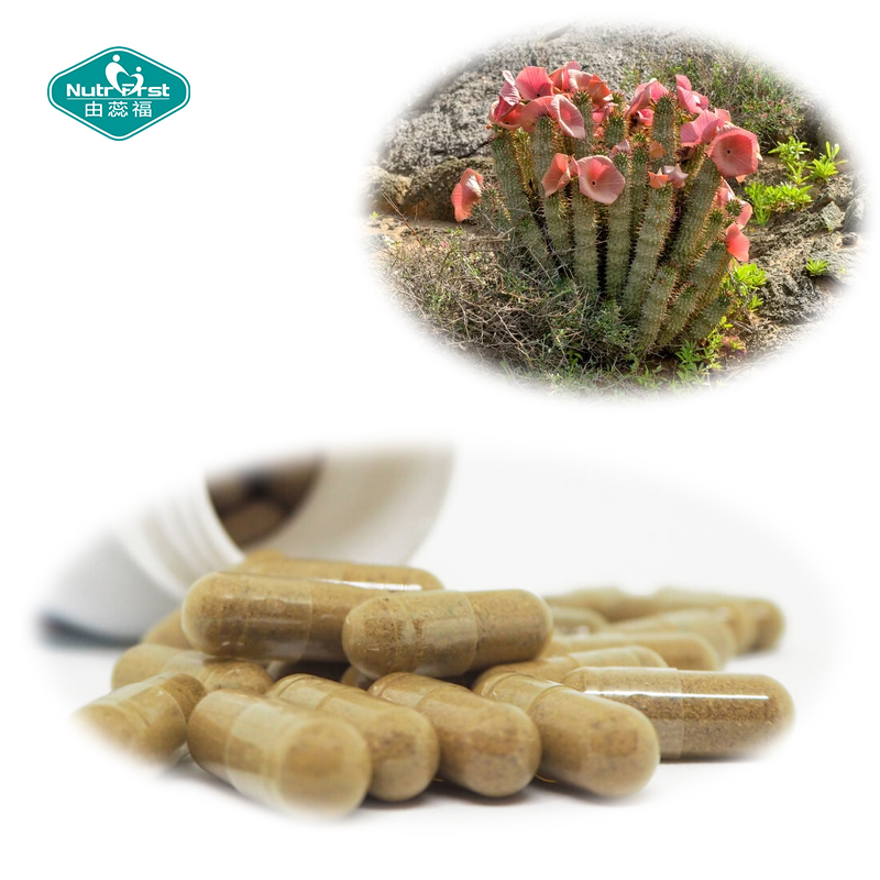 Weight Management High Level Quality Supplement Hoodia Gordonii Extract Powder Vegan Capsule