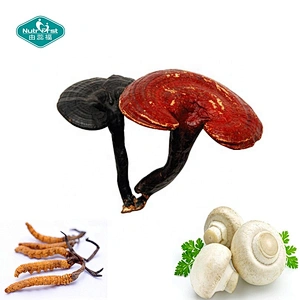 Mejorar la función cerebral Suplemento Reishi Mushroom Lion's Mane Ganoderma Cordyceps Sinensis Cápsulas de extracto