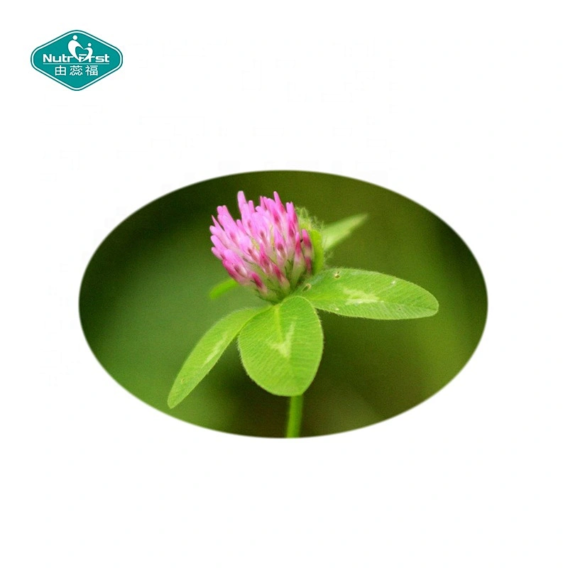 Suplementos para mejorar la menopausia, polvo de Trifolium Pratense, extracto de hoja de tallo de trébol rojo, cápsulas de formononetina