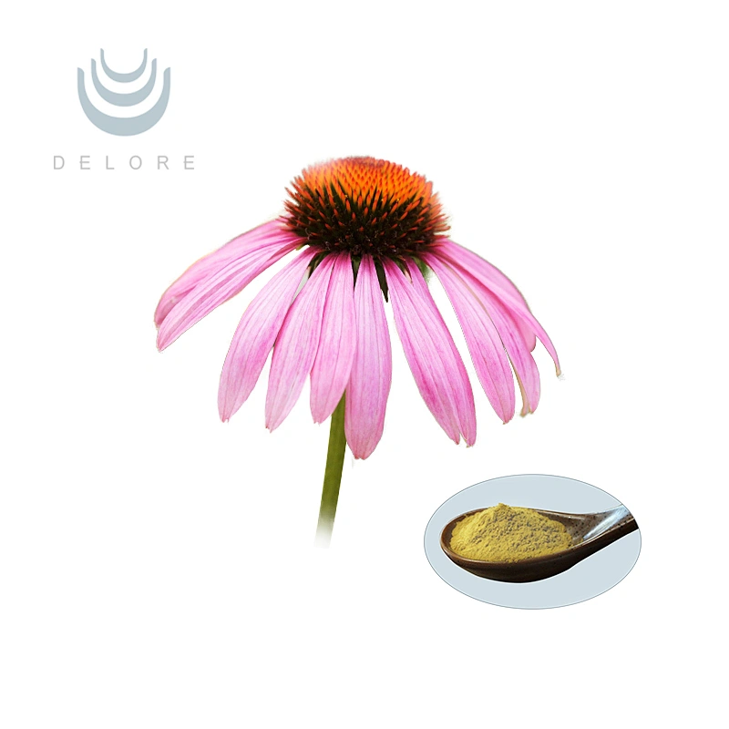 Echinacea purpurea