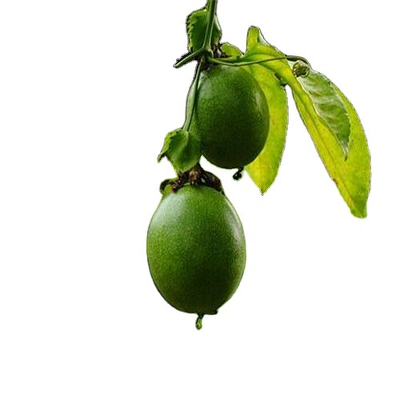100% Organic Monk Fruit Extract Natural Sweetener Luo Han Guo Extract
