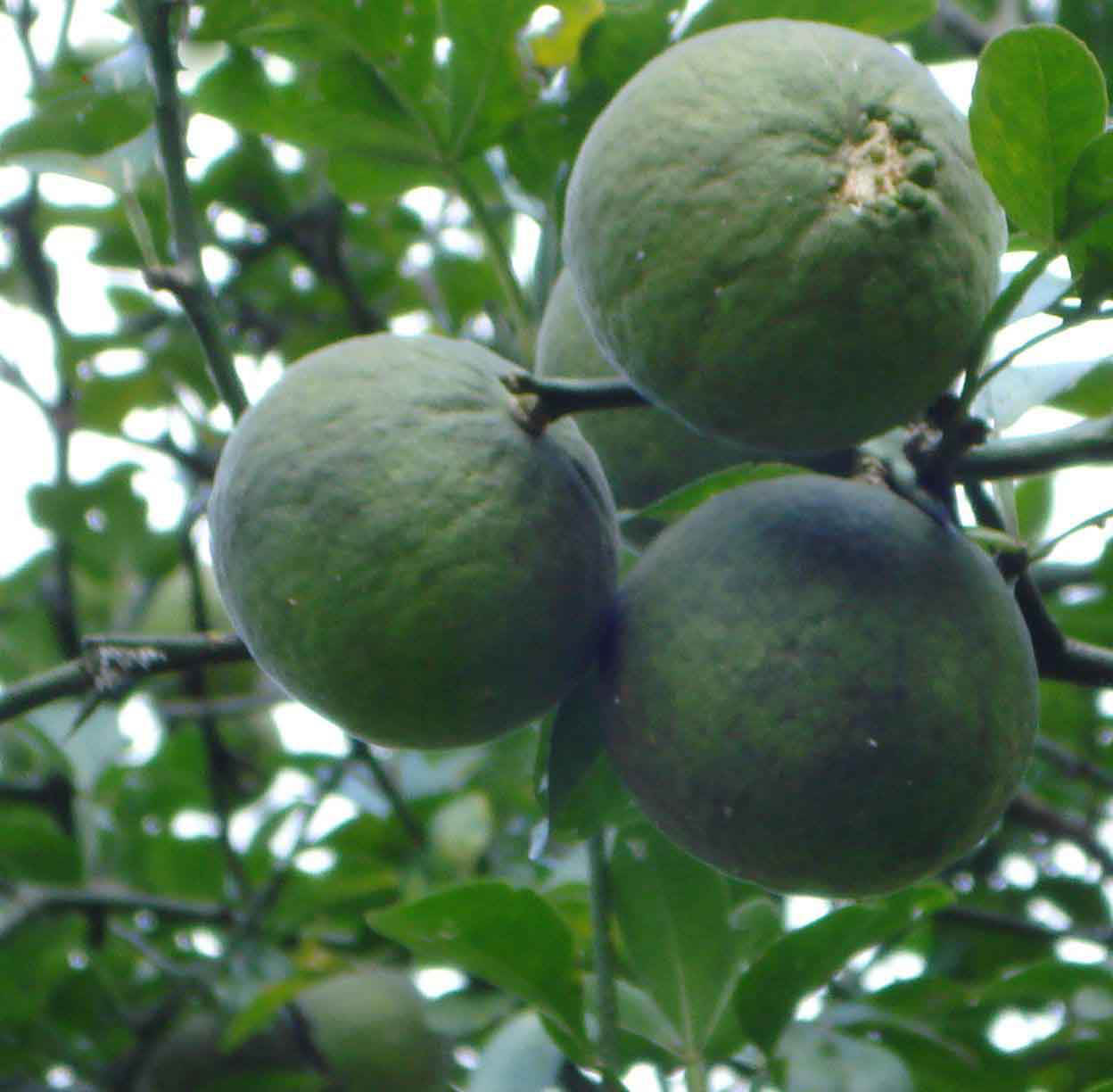 Citrus Aurantium Extract