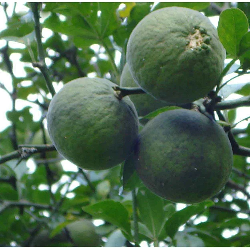 Citrus Aurantium Extract