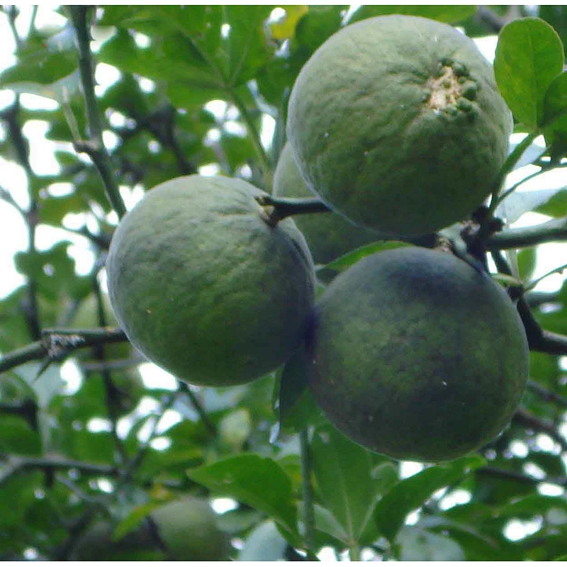 Citrus Aurantium Extract