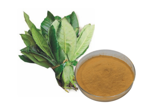 Loquat Leaf Extract - Corosolic Acid
