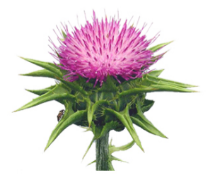 Milk Thistle Extract - Silymarin