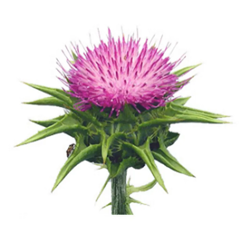 Milk Thistle Extract - Silymarin