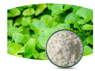 Gotu Kola Extract