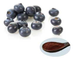 Bilberry Extract - Anthocyanidins
