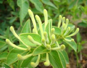 Honeysuckle Flower Extract - Chlorogenic acid 5%~98%