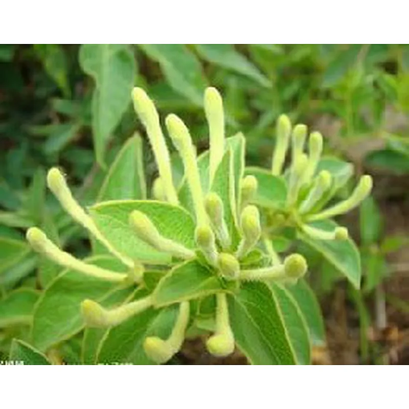 Honeysuckle Flower Extract - Chlorogenic acid 5%~98%