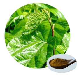 Mulberry Leaf Extract - 1-DNJ