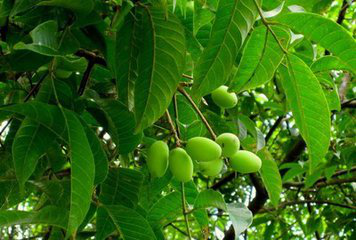 Olive Leaf Extract - Oleuropein