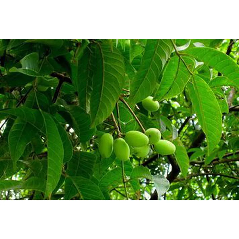 Olive Leaf Extract - Oleuropein