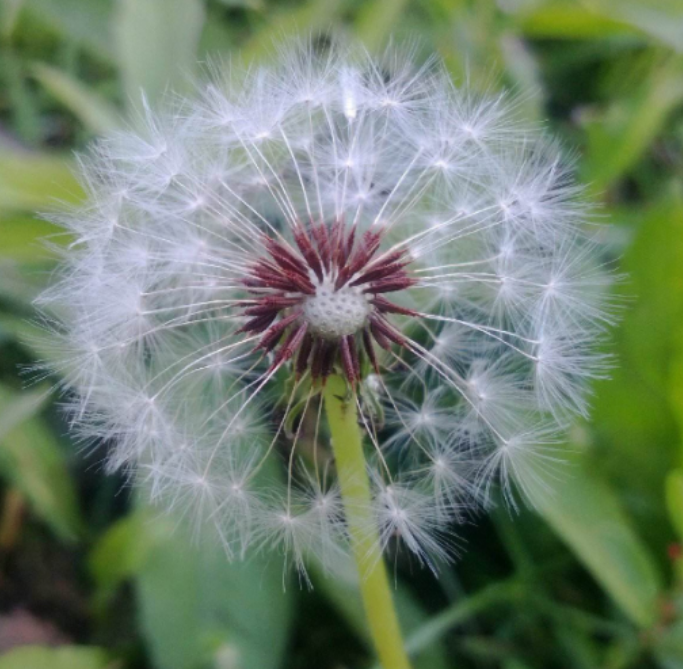 Dandelion Extract