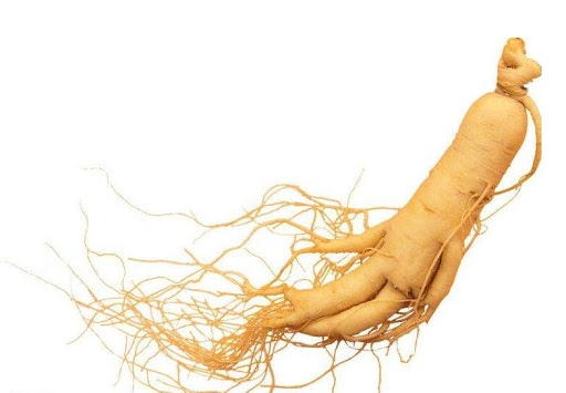 Ginseng Extract - Ginsenosides