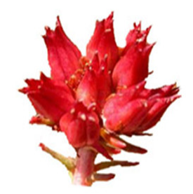 Rhodiola Rosea Extract