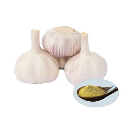 Garlic Extract - Allicin