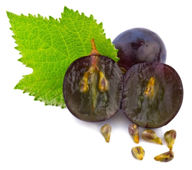 Grape Seed Extract - Proanthocyanidins