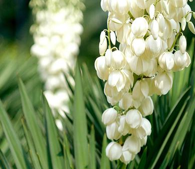 Yucca Extract - Yucca saponin