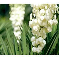 Yucca Extract - Yucca saponin