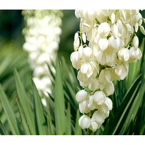 Yucca Extract - Yucca saponin
