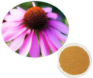 Echinacea Extract