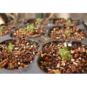 Golden raw vermiculite