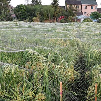 Bird Netting for Plant PE Agricultural Anti-bird Plastic Nets