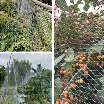 Bird Netting for Plant PE Agricultural Anti-bird Plastic Nets