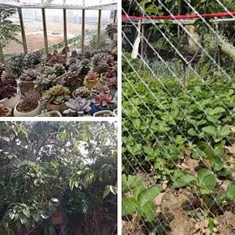 Bird Netting for Plant PE Agricultural Anti-bird Plastic Nets