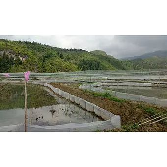 Bird Netting for Plant PE Agricultural Anti-bird Plastic Nets