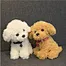 custom white Teddy dog