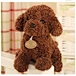 custom white Teddy dog
