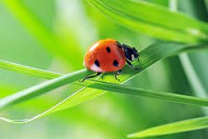 Applications of Spectroscopy to Insect